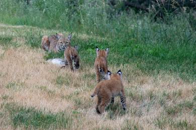 V plzeňské zoo se narodila trojčata rysů červených, před lidmi se zatím ukrývají