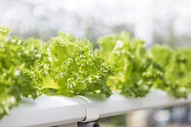 Studentka architektury pěstuje na střeše liberecké univerzity salát