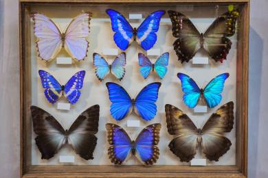 ČR muzea příroda motýli Svitavy