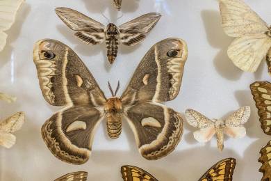 Keňa hobby příroda motýli