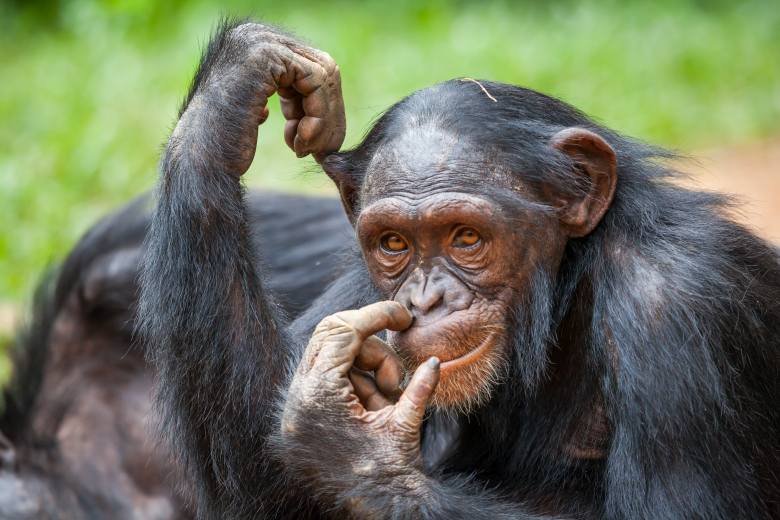 AP: V Ugandě ochránci zvířat učí šimpanze, jak žít v blízkosti lidí