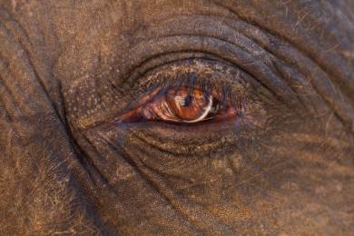 AP: Barcelonská zoologická zahrada pomáhá slonům stárnout se ctí