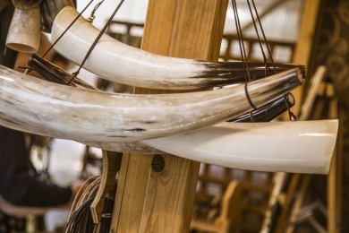 Svět Francie zvířata policie kriminalita obchod