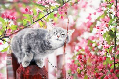 Studie japonských vědců zjistila, jak si kočka pamatuje své páníčky