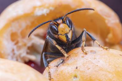 Francie zajímavosti příroda včelaři