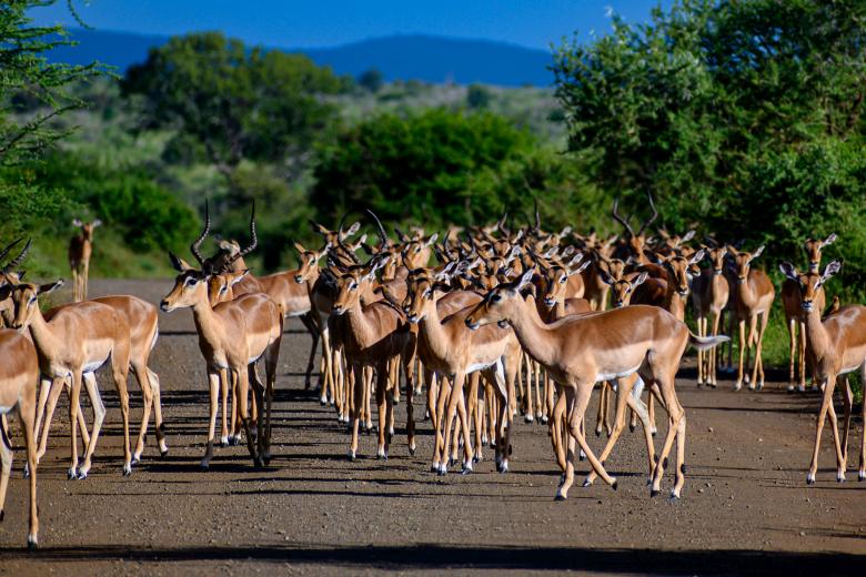 Experti uvedli, že v Jižním Súdánu zdokumentovali migraci šesti milionů antilop
