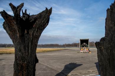 Ostravská firma představí na Expo 2025 duby staré asi 6000 let z povodí Olše