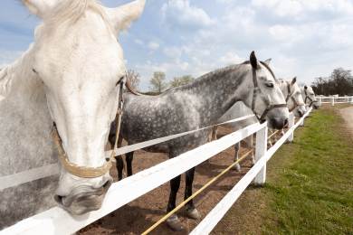 Starokladrubský bělouš z Kladrub míří do dánských královských stájí