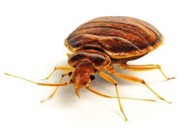 AFP: Malajsijští vědci zkoumají využití štěnic při vyšetřování zločinů