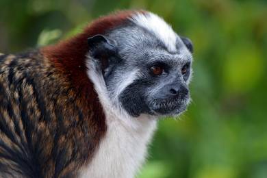 Brazílie příroda správa