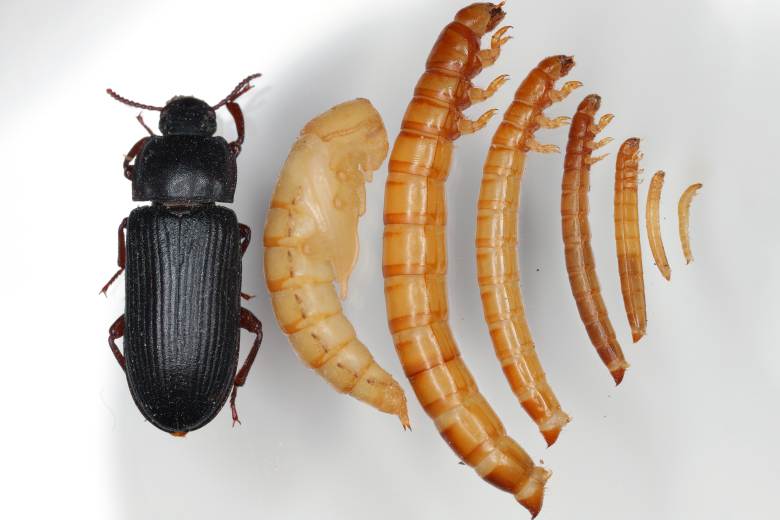 Reuters: Srbští vědci experimentují s moučnými červy, učí je rozkládat plasty Reuters: Srbští vědci experimentují s moučnými červy, učí je rozkládat plasty