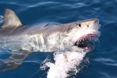 Neolitičtí obyvatelé Arábie lovili žraloky, zjistili čeští vědci