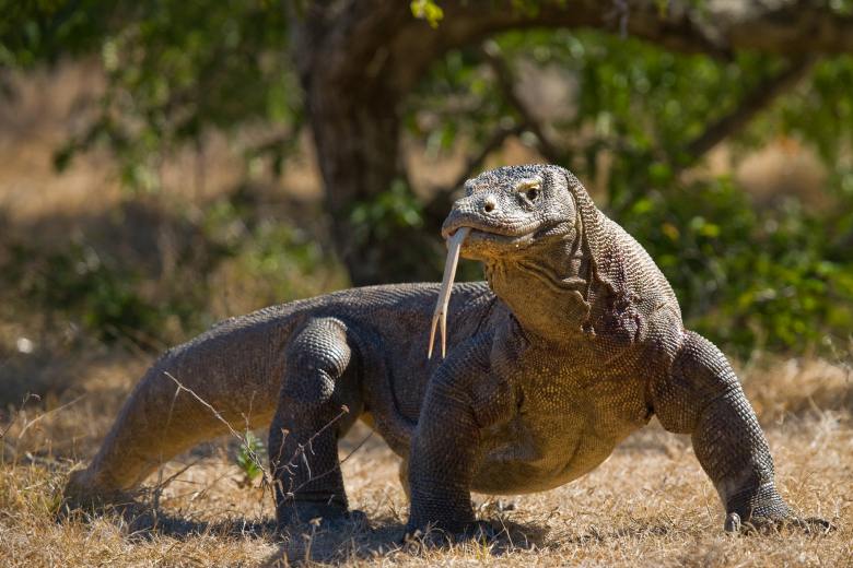 Komodští draci mají zuby potažené železem, zjistili vědci