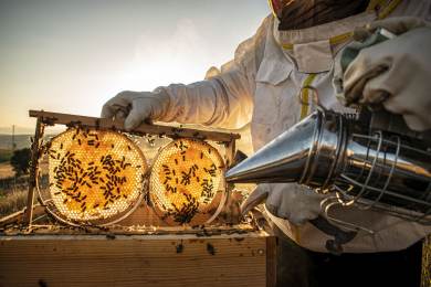 Včelařů a včelstev v Česku ubývá, od nové vlády čekají vyšší podporu