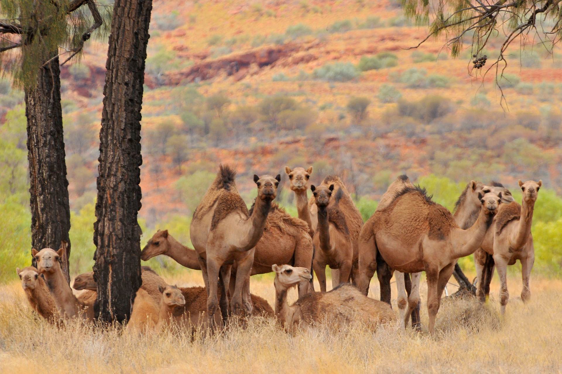 AFP: Velbloudi
