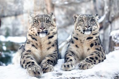 Británie USA příroda věda zajímavosti