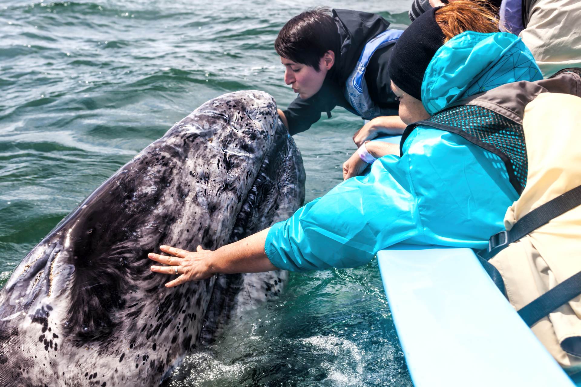 AP: Velryby jižní byly na pokraji vyhynutí, teď v Patagonii ohromují turisty