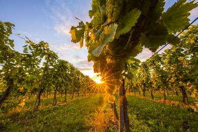 ČR víno gastro Svatomartinské