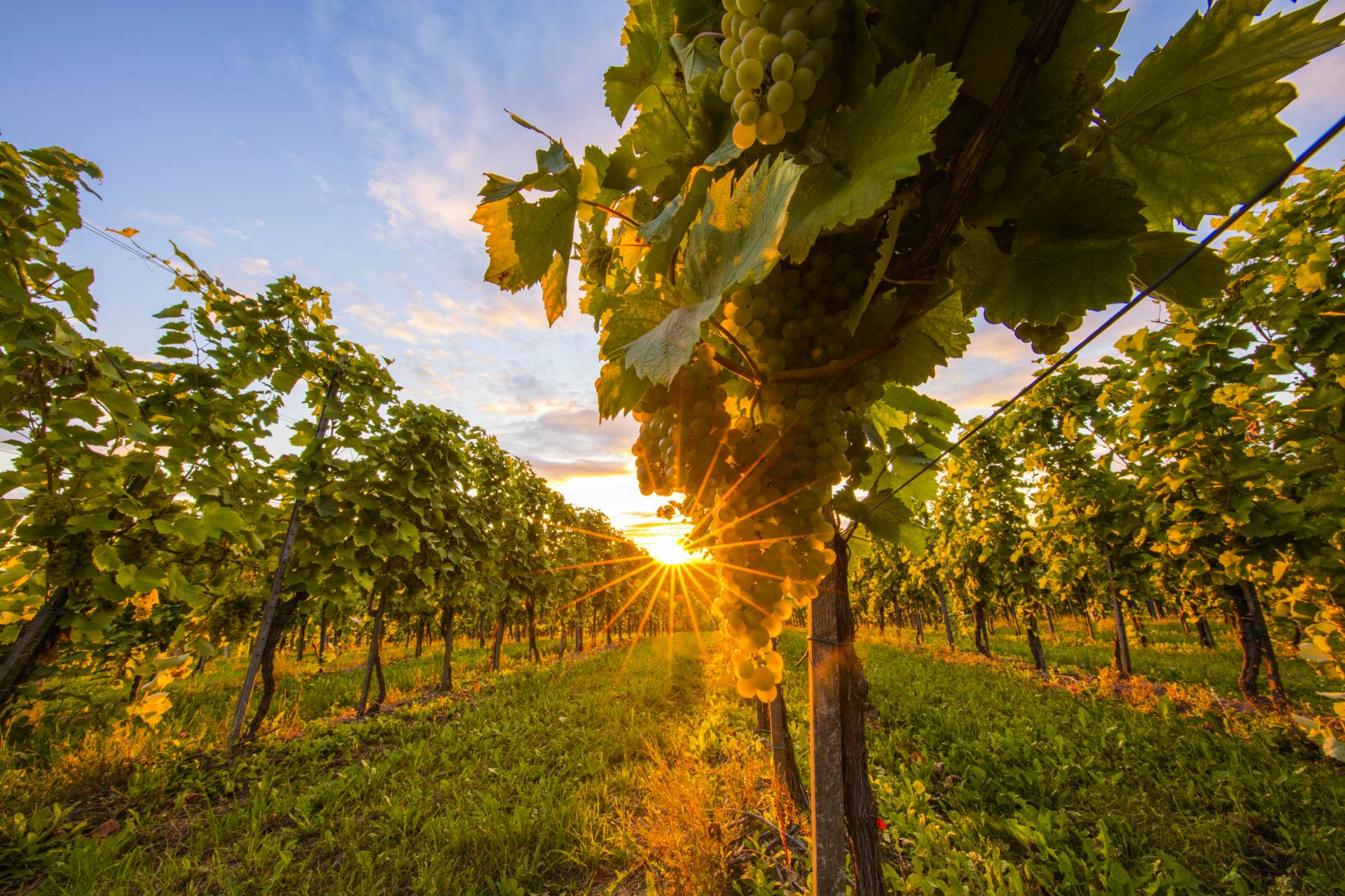 Vinaři letos dodají na trh 1,9 milionu svatomartinských vín, podobně jako loni