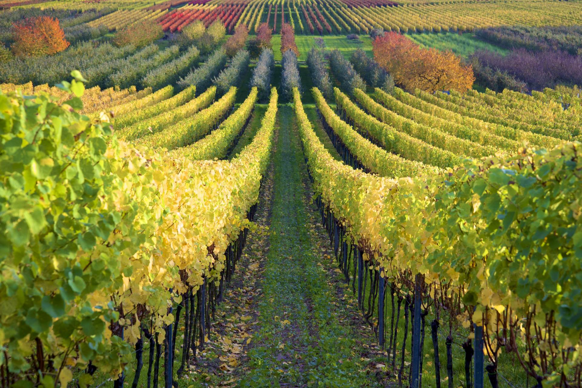 Reuters: Za rychlé šíření požáru ve Francii může kromě větru i rušení vinic