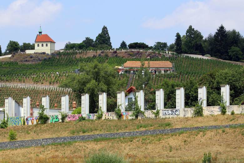 Vinice sv. Kláry produkuje až 10.500 l vína ročně, plánuje rozšíření pro sekty