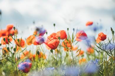 Sbírka Vlčí máky Paměti národa vynesla 4,6 mil, meziročně o 400.000 Kč víc Sbírka Vlčí máky Paměti národa vynesla 4,6 mil, meziročně o 400.000 Kč víc