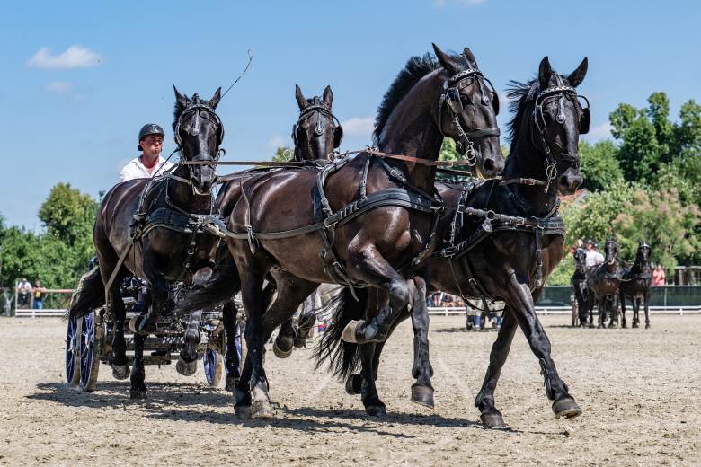 Oslavy chovu starokladrubského vraníka přilákaly do Slatiňan přes 1800 lidí