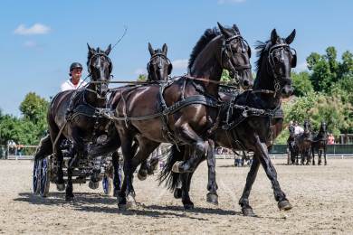 ČR zábava chov koně Slatiňany