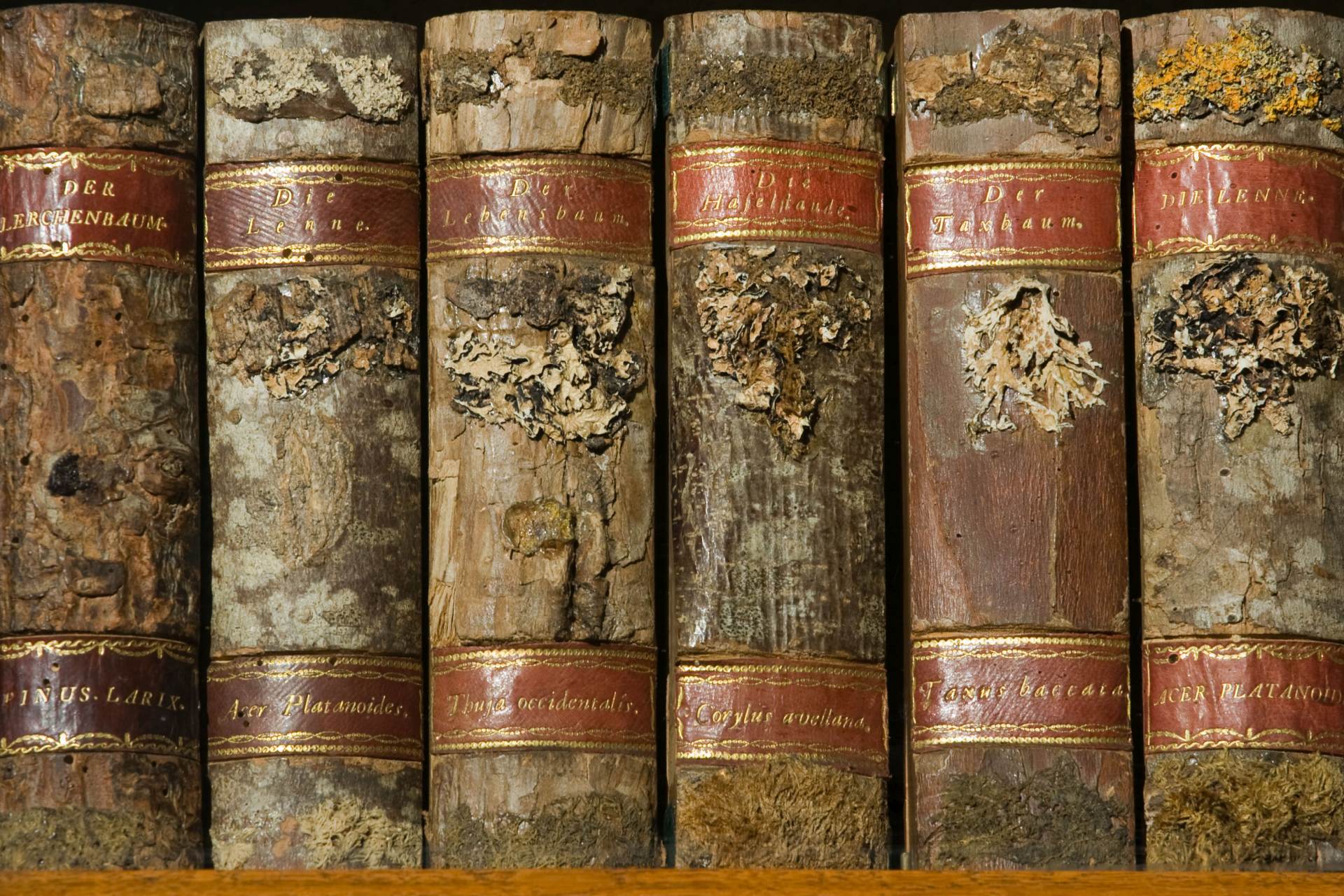  Litva Gruzie Rusko soud literatura historie knihovny 