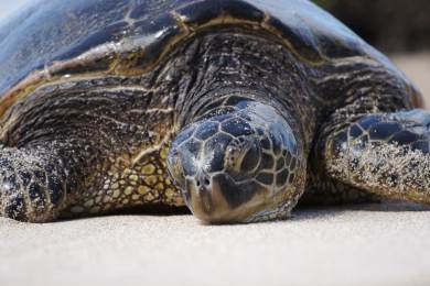 Tunisko zajímavosti příroda