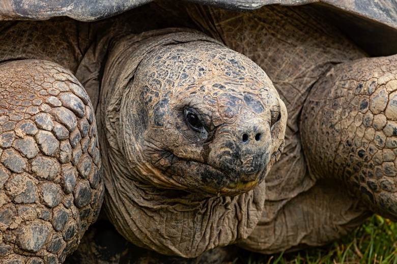 V zoo v San Diegu uhynula želva sloní, podle odhadů jí bylo 141 let