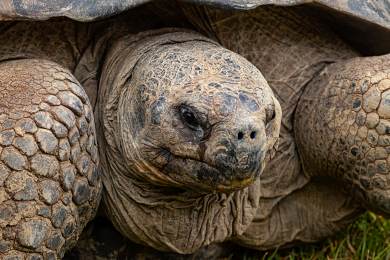 V zoo v San Diegu uhynula želva sloní, podle odhadů jí bylo 141 let