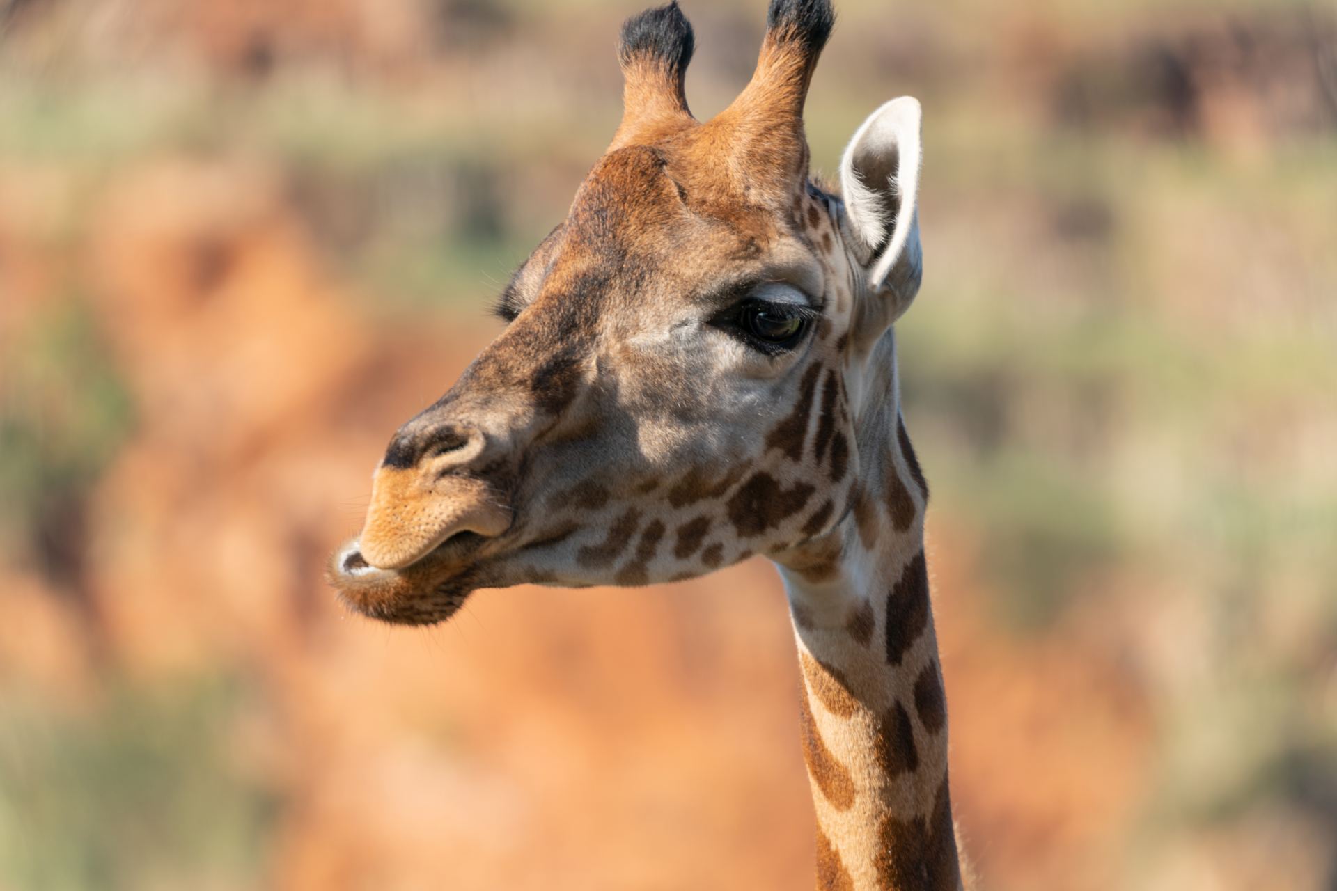  ČR příroda zvířata zoo Olomouc 