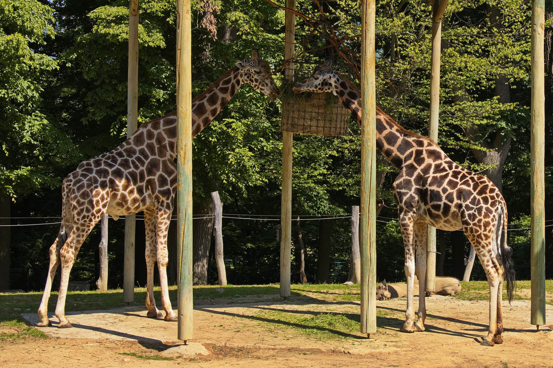 Zlínská zoo měla v červenci dobrou návštěvnost, podobně jako loni