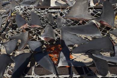 Peru Asie kriminalita příroda